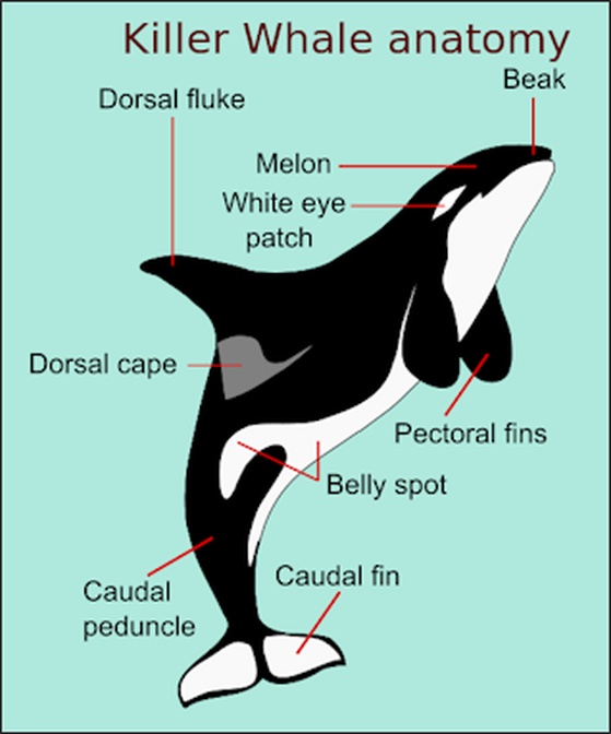 About - The Killer Whale